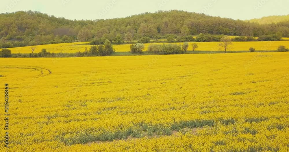 Beautiful Spring flower fields of color, energy and bloom. All shot in 4K, color graded and diversely picked to tell any story as needed. Wide, medium and close ups. Beautiful Spring flower fields of color, energy and bloom. All shot in 4K, color graded and diversely picked to tell any story as needed. Wide, medium and close ups.