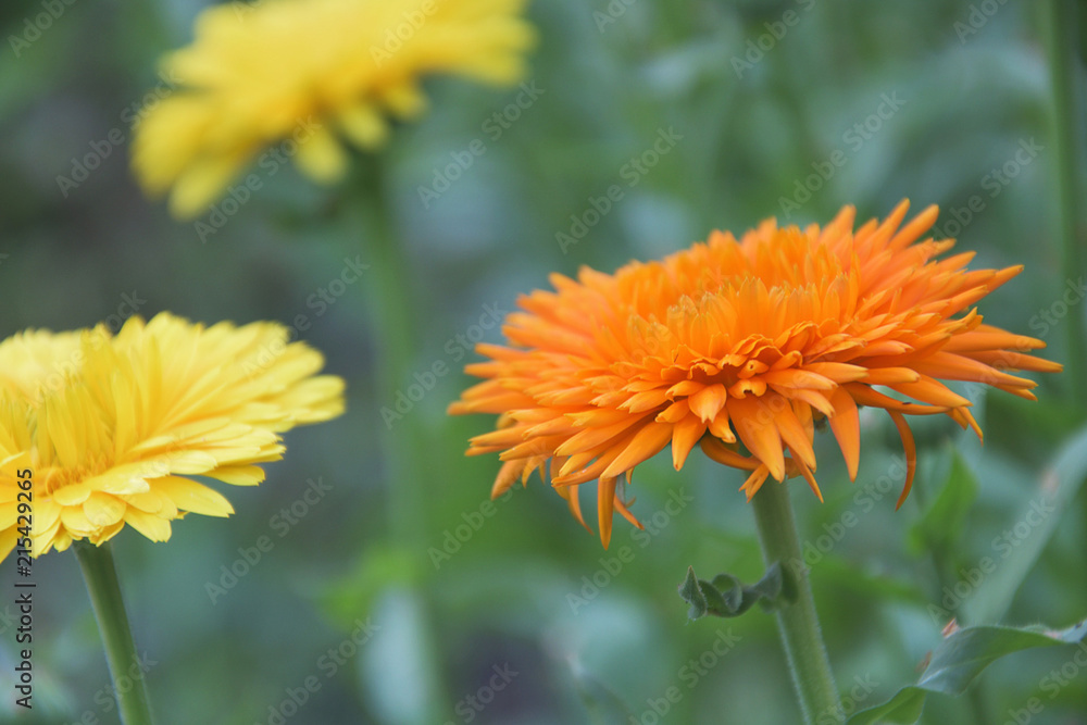 Closeup of calendula flowers in the garden Closeup of calendula flowers in the garden