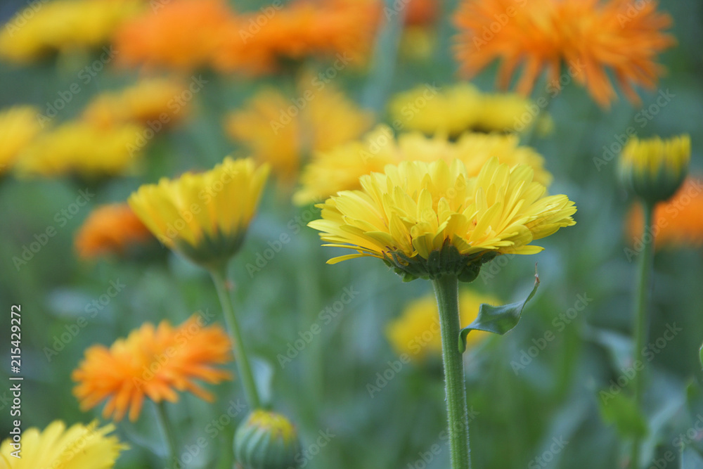 Closeup of calendula flowers in the garden Closeup of calendula flowers in the garden