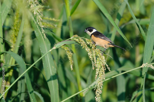 Male White-collared Seedeater (Sporophila torqueola) feeding on seeds in grasses at edge of Lake Chapala Jocotopec, Jalisco, Mexico photo