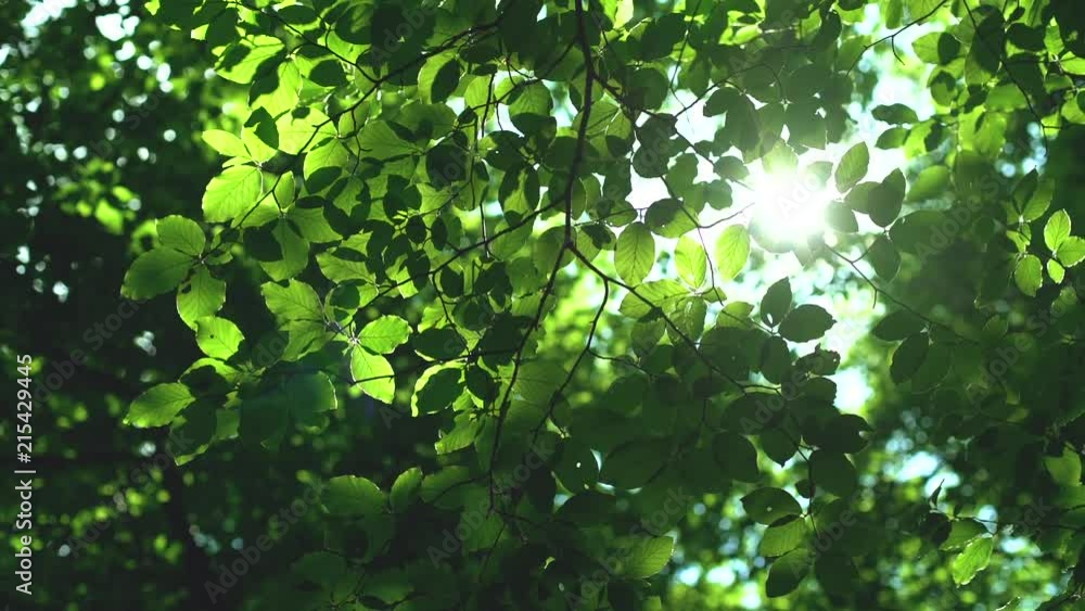Forest trees and green leaves glowing in sunlight video Forest trees and green leaves glowing in sunlight video