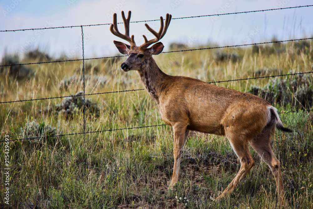 Buck Buck