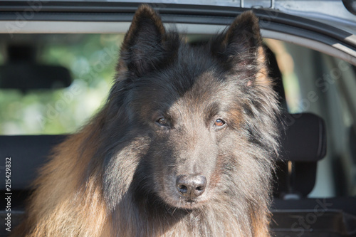 Portrait of a tervuren dog living in belgium