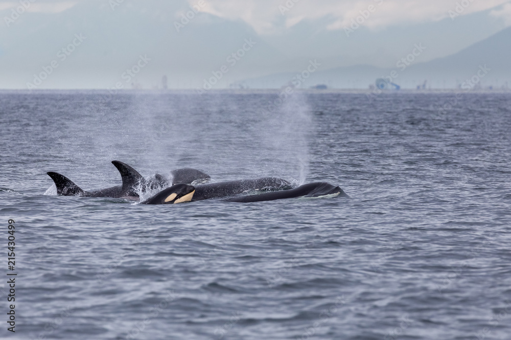 Fototapeta premium Killer whale group
