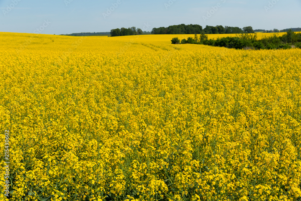 Flowering rape field with in the  landscape  in  Poland