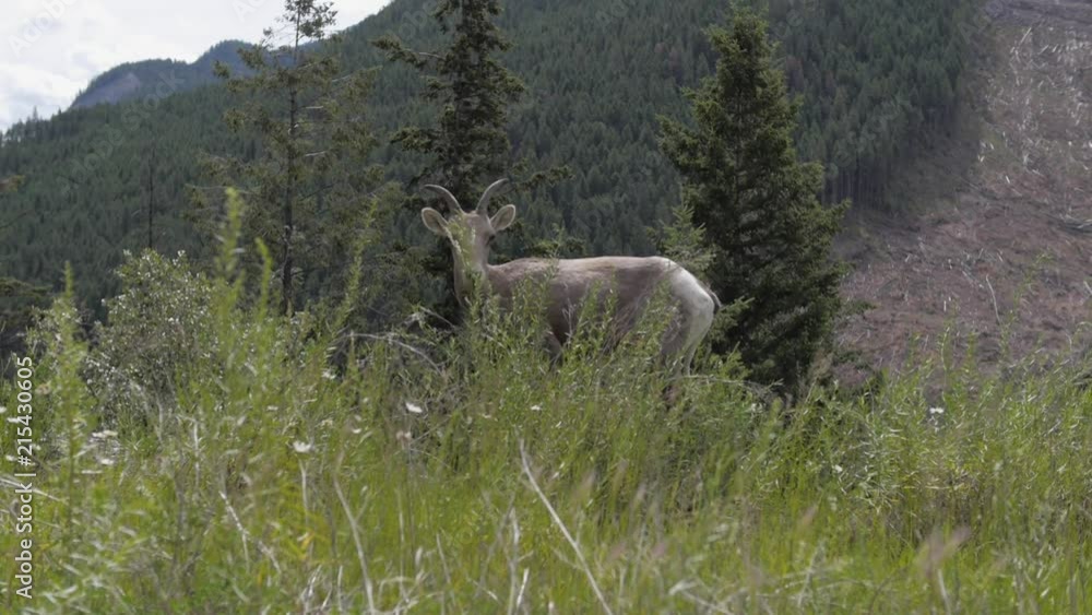 Mountain Goat Walking Along Side Of Mountain Eating Grass Mountain Goat Walking Along Side Of Mountain Eating Grass