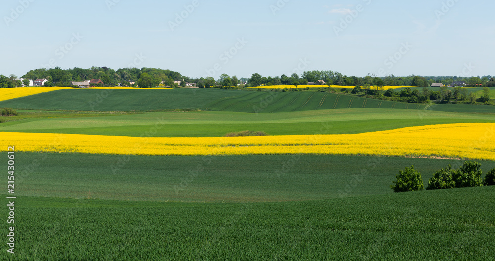 Fototapeta premium Flowering rape field with in the landscape in Poland