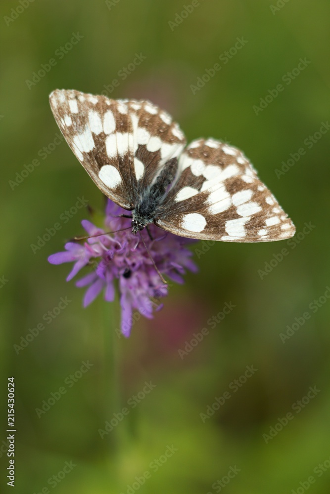 Naklejka premium Butterfly on flower summer meadow background.
