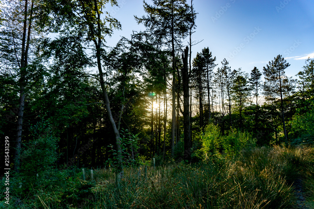 Naklejka premium Sunset through woodlands