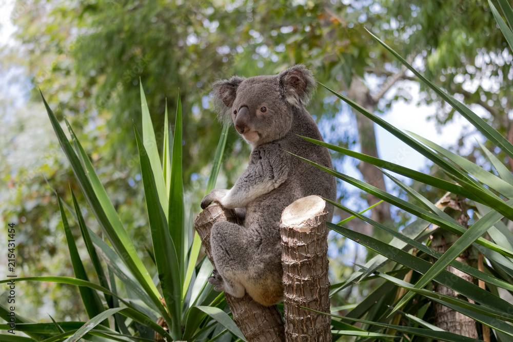 Fototapeta premium Koala 3