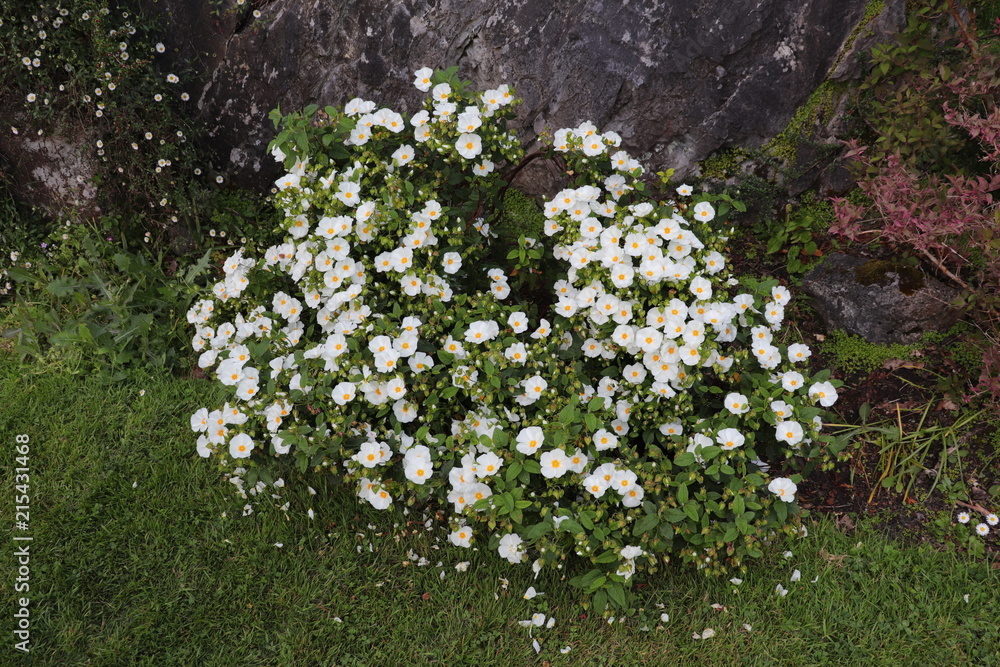 Massif de petites fleurs blanches au coeur jaune Stock Photo | Adobe Stock