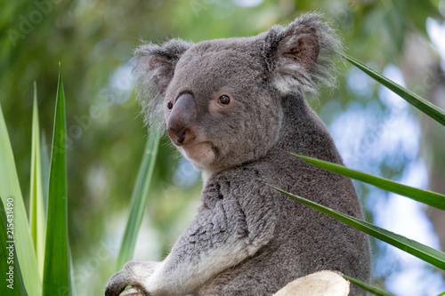Fototapeta Naklejka Na Ścianę i Meble -  Koala 1