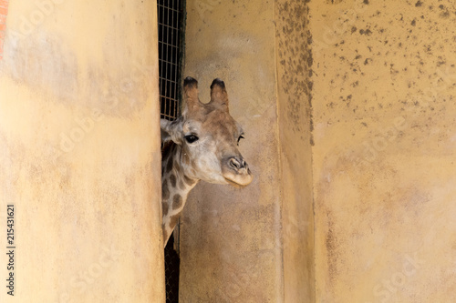 Giraffe 1