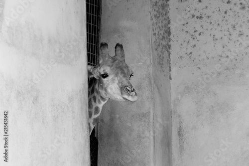 Giraffe 1 _ B&W