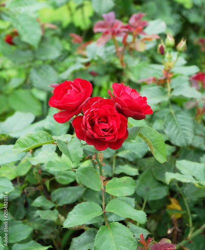 Red climbing roses among green foliage in summer park.