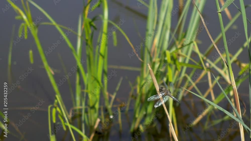 Dragonfly sits on the grass Dragonfly sits on the grass