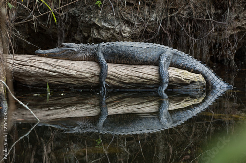 Murais de parede American alligator resting on log