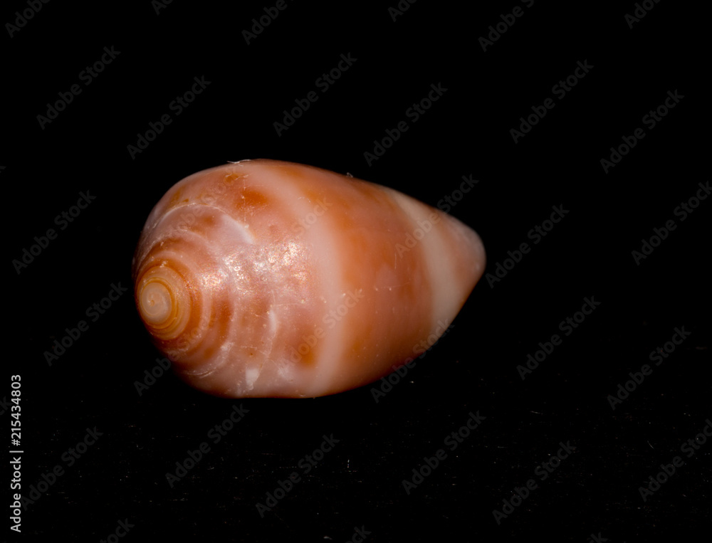 Seashell on black background Seashell on black background