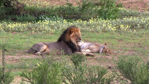 A pair of African lions, a male and a female, Panthera leo. lay sleeping in between mating sessions in the green plains of the normally dry and arid Kalahari region of Southern Africa
