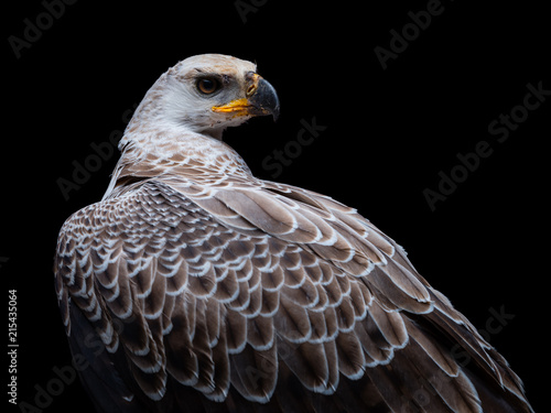 Crowned eagle