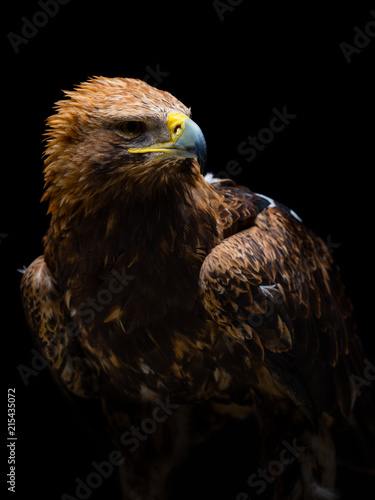 Eastern imperial eagle