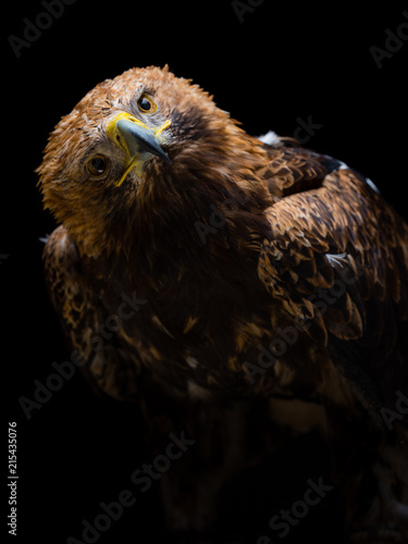 Eastern imperial eagle