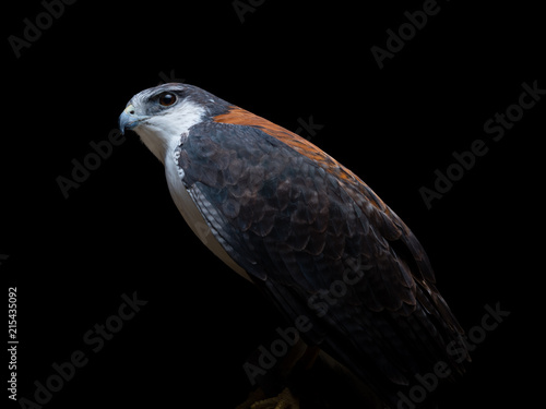 Variable hawk