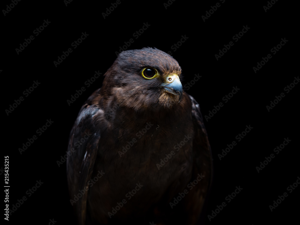 Eleonora's falcon Eleonora's falcon