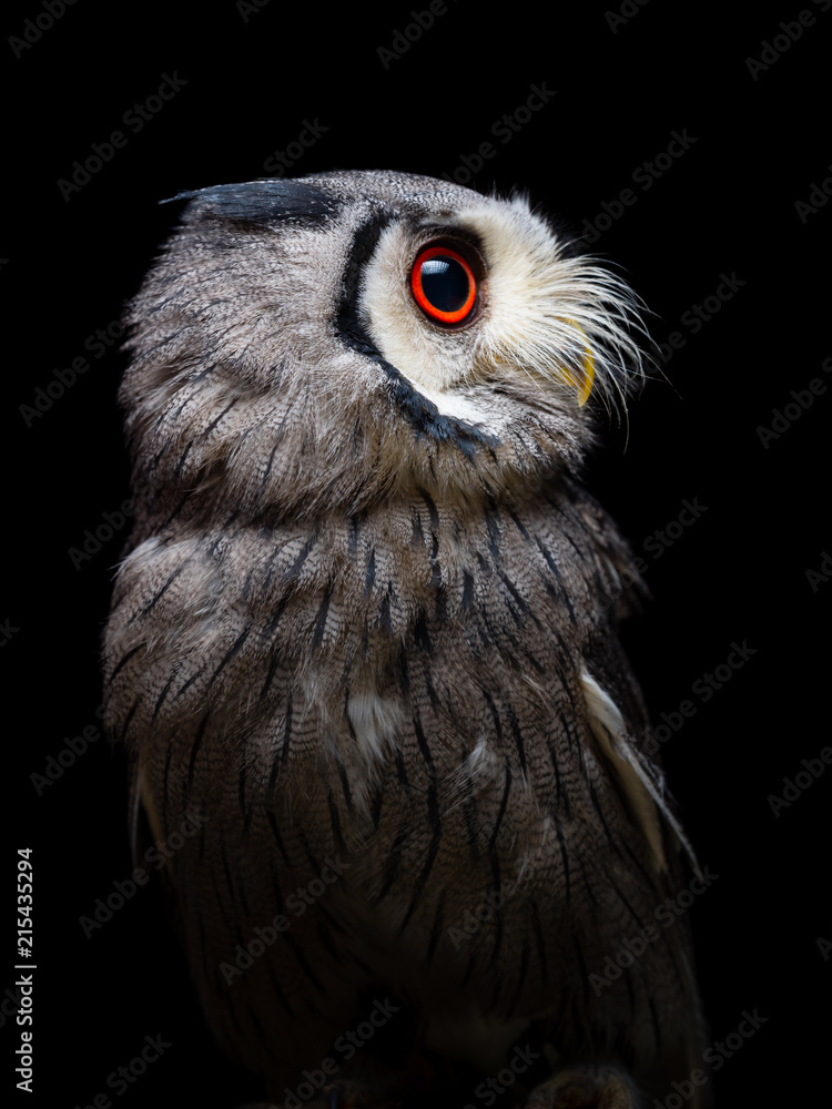 Northern white-faced owl Northern white-faced owl