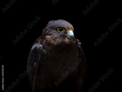 Eleonora's falcon