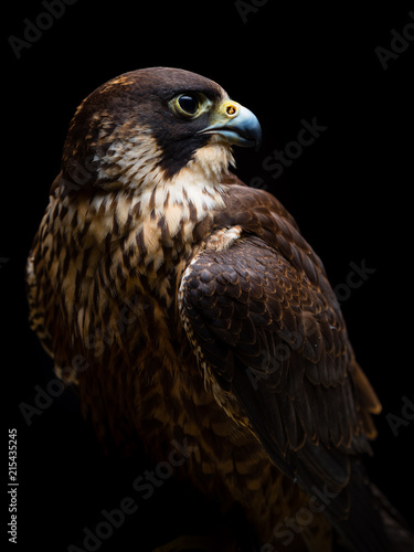 Peregrine falcon