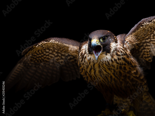Peregrine falcon