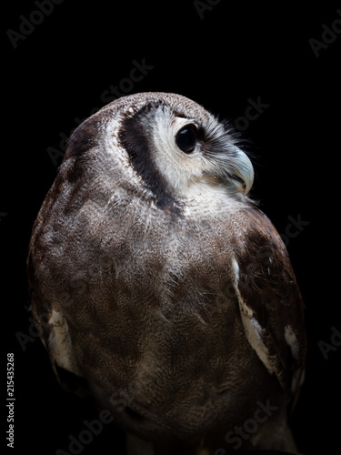 Verreaux's eagle-owl
