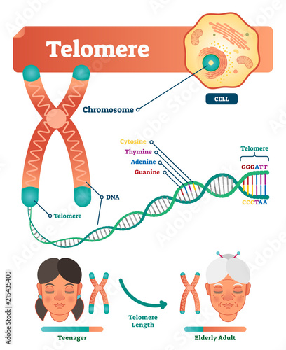 Telomere vector illustration. Educational and medical scheme with cell, chromosome and DNA. Labeled anatomical diagram with cytosine, thymine, adenine and guanine. photo