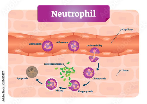 Neutrophil vector illustration. Medical educational scheme with labeled capillary, circulation, adherence, deformability, chemotaxis and phagocytosis. Microscopic closeup