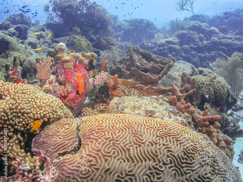 Caribbean coral reef photo