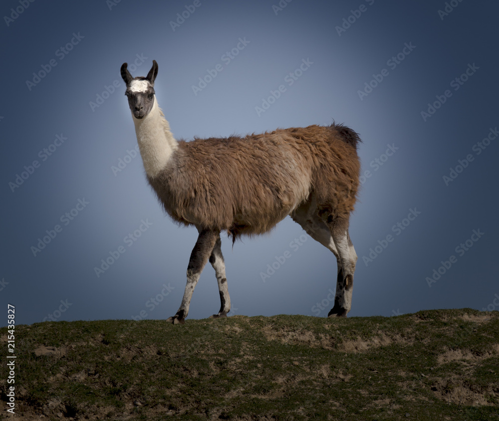 Fototapeta premium Rock Star LLama