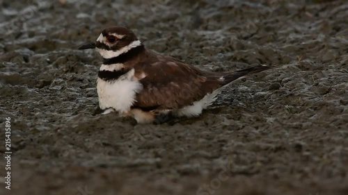 A Killdeer Brooding a Newborn Baby Chick in a Mudflat