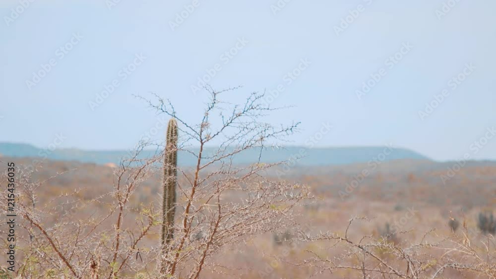Desert plant swaying in foreground with a desert landscape in soft focus Desert plant swaying in foreground with a desert landscape in soft focus