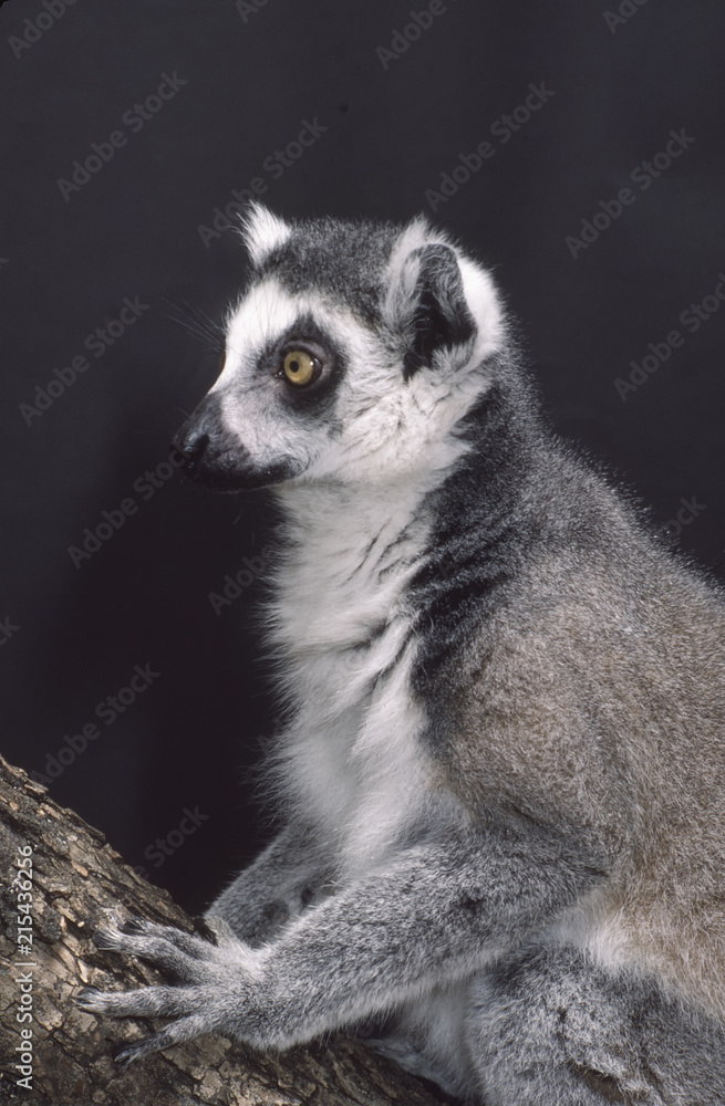 Fototapeta premium ring tailed lemur