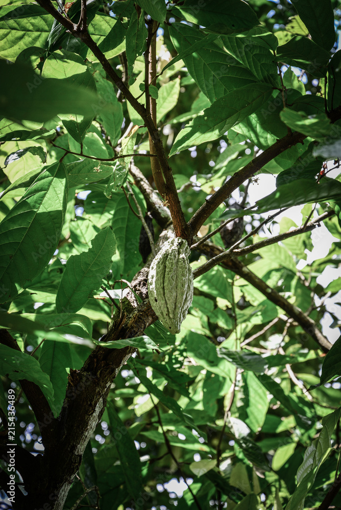 Fototapeta premium Green Cocoa pod