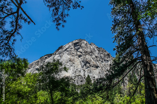 Granite mountain face seen through the pine trees in Kings Canyon National Park