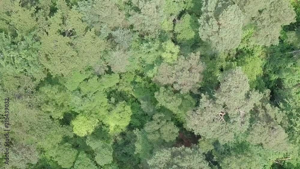 Forest canopy treetops, Rotating Top Shot Pull Back, STATIC CROP Forest canopy treetops, Rotating Top Shot Pull Back, STATIC CROP