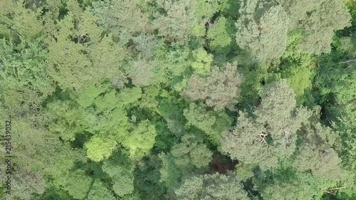 Wallpaper Mural Forest canopy treetops, Rotating Top Shot Pull Back, STATIC CROP Torontodigital.ca