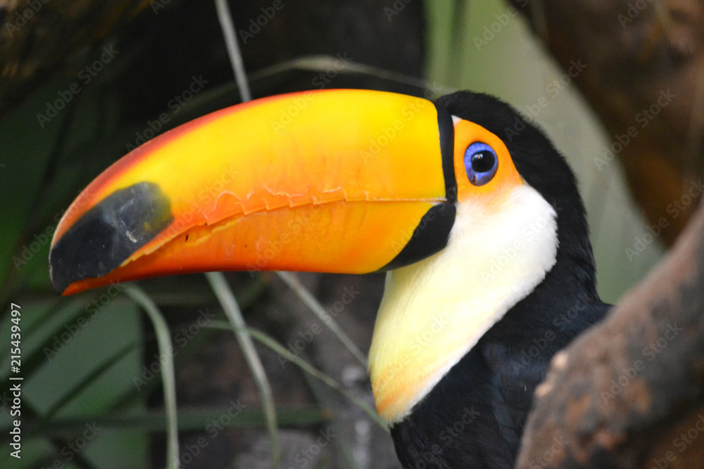 Great Toucan - bird with big orange beak Great Toucan - bird with big orange beak