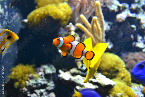 Coral reef - saltwater fish
