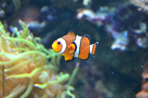 Clownfish  anemonefish  amphiprioninae