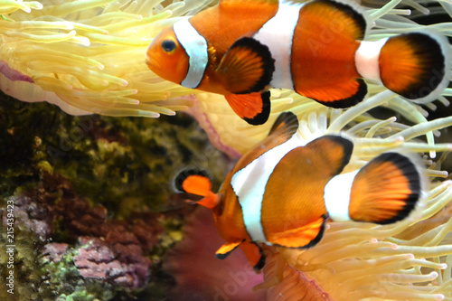 Murais de parede Coral reef, two clownfish