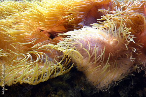 Coral reef - close-up