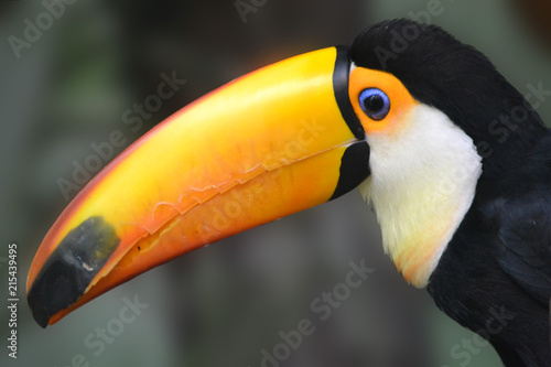 Great Toucan - bird with big orange beak © PX Media